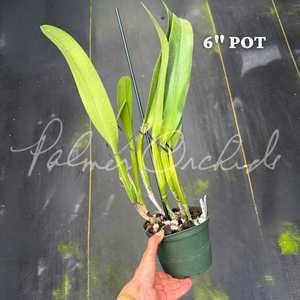 Rlc. Olive Palmer — Palmer Orchids